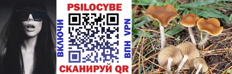 Псилоцибиновые грибы Psilocybine cubensis  Судогда 